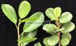 Ficus-formosa-right-and-Ficus-formosa-oval-leafleft.