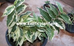 Ficus-sagittata-albomarginata-30