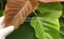 Ficus-sp.T02-Big-leaf-Indonesia-30