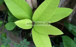 Ficus-sp.T15-long-leaf-45