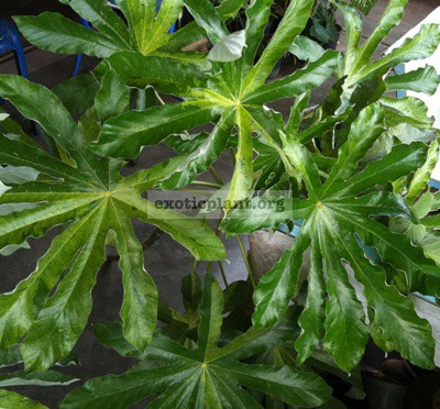 Ficus-sp.T44-variegated-55-