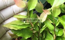 Ficus-sp.T47wavy-and-pink-leaf-maybe-not-ficus-40-