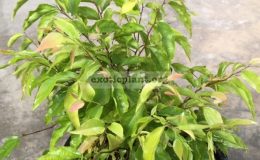 Ficus-sp.T47wavy-and-pink-leaf-maybe-not-ficus-40