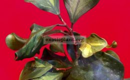 Ficus-triangularis-‘Yellow-medivariegated’-2-40-