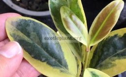 Garcinia-schomburgkiana-yellow-variegatedgrafted-60