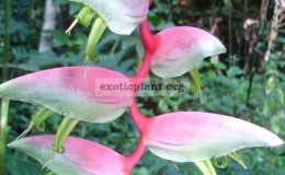 Heliconia-Chartacea-‘Sexy-Pink’-Musaceae-20
