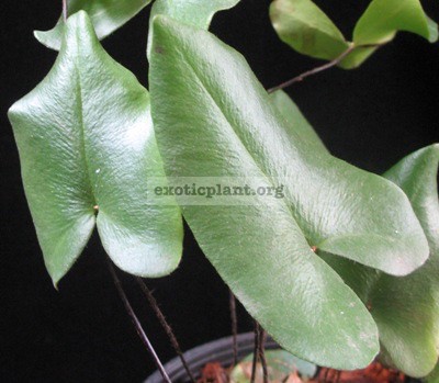 Hemionitis-arifolia-24 | EXOTIC PLANT Редкие коллекционные растения