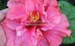 Hibiscus-Double-Pink-Indonesia-1