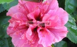 Hibiscus-Kunming-Pink
