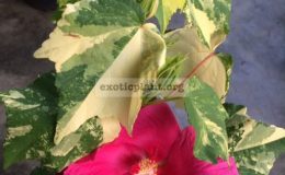 Hibiscus-mutabilis-variegated-38