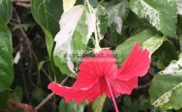 Hibiscus-rosa-sinensis-white-variegated-25