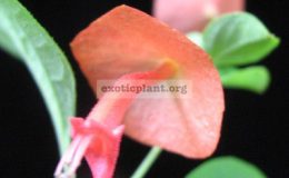 Holmskioldia-sanguinea-orange-flowerEP-20-