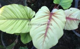 Homalomena-Golden-Velvet-young-leaves