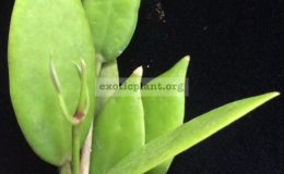 Hoya-australis-ssp.-rupicola23