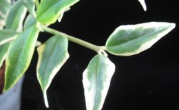 Hoya-bella-albomarginata30-450