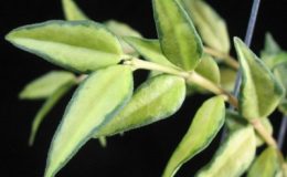Hoya-bella-variegata29-450