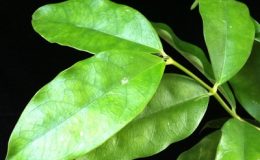 Hoya-campanulata-small-flower810-1200