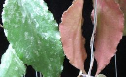 Hoya-caudata-big-leaf729-1200-