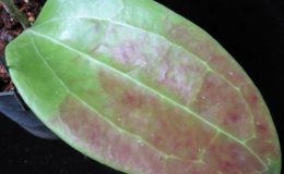 Hoya-cinnamomifolia56-1200