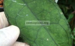 Hoya-finlaysonii-Rippled-leaf85-25