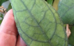 Hoya-finlaysonii-Rippled-leaf85-600