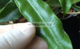 Hoya-griffithiiwavy-leaf852-35