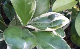 Hoya-incrassata-white-margin-Eclipse-279-35