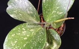 Hoya-kerrii-Spot-leaf-854-30