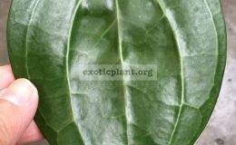 Hoya-macrophylla-38