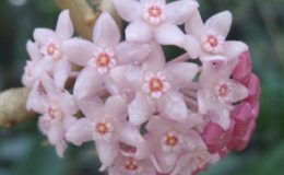 Hoya-macrophylla-No-1150-1200-