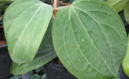 Hoya-macrophylla-No-1150-1200