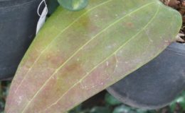 Hoya-macrophylla-No-2151-900-