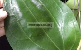Hoya-macrophylla-No.3856-35