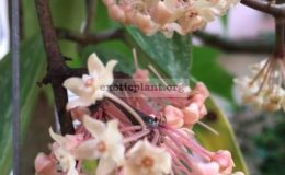 Hoya-macrophylla-Splash-912-50-