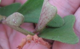 Hoya-manipurensis-No-27241-1