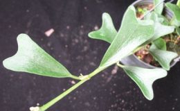 Hoya-manipurensis677-700