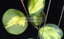Hoya-obovata-variegata-720-55