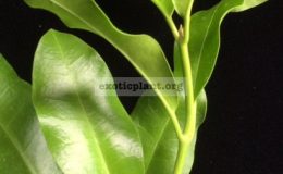 Hoya-obtusifolia-Baan-Krood638-30