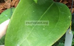 Hoya-sp.22-Khoa-yaibig-leaf261