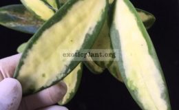Hoya-verticillata-variegata-229