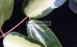 Hoya-verticillata-variegata-229-30