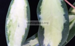 Hoya-verticillata-variegata-No.2-321left-and-Hoya-verticillata-variegata-229right