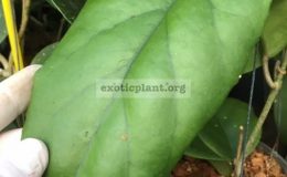 Hoya-vitellinoides-F1-Curly-leaf-887-40