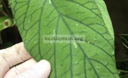 Hoya-vitellinoides-big-leaf853-40