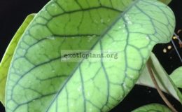 Hoya-vitellinoides-big-leaf853-45