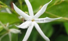 Jasminum-sp.-China-wax-leaf