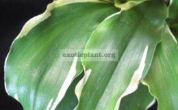 Kaempferia-angustifolia-variegated-30-