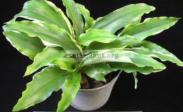 Kaempferia-angustifolia-variegated-30