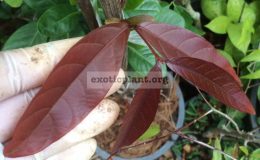 Lagerstroemia-cuspidata-Red-leaf-37