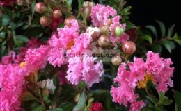 Lagerstroemia-indica-Bicolor-pink-and-white-flower-Dwarf-65-